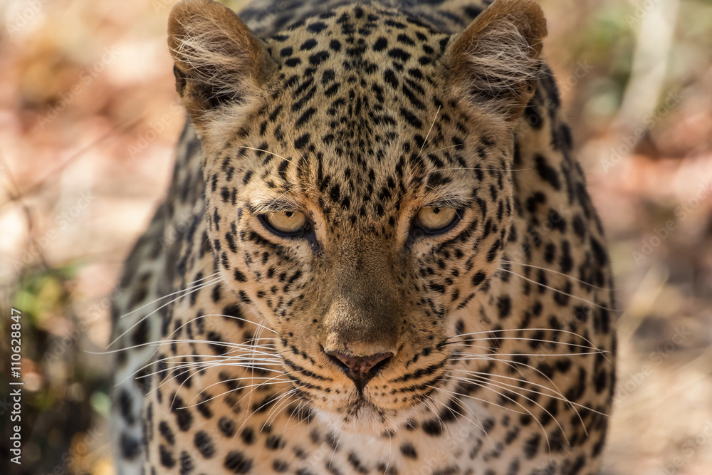 Naklejka premium An african leopard (Panthera pardus pardus) approaching and staring directly at the camera, South Luangwa National Park, Zambia, Africa.