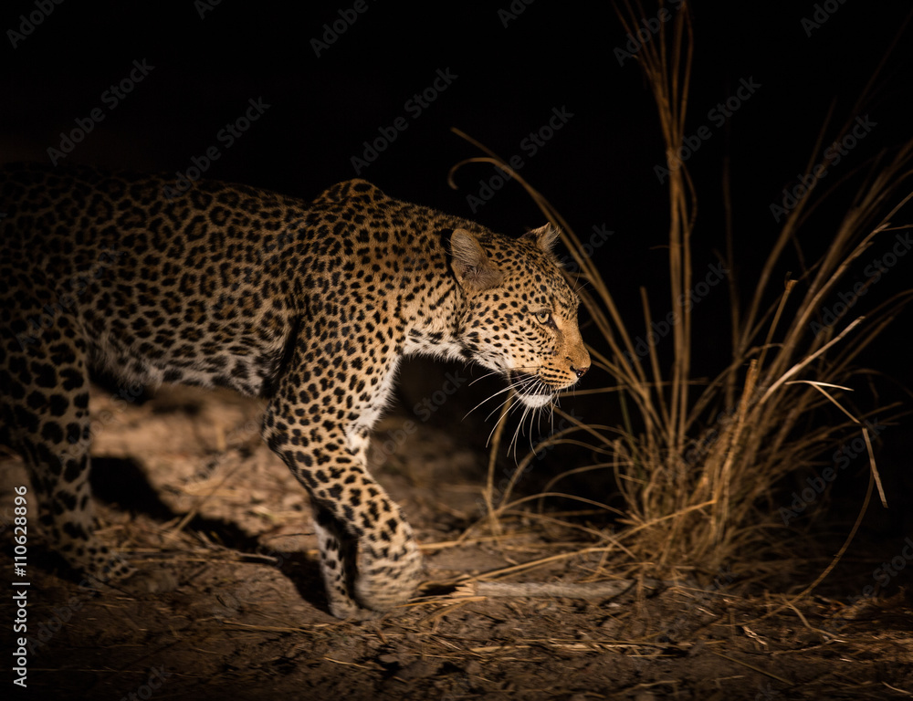 Naklejka premium An African leopard (Panthera pardus pardus) setting out on an evening hunt, South Luangwa National Park, Zambia, Africa.