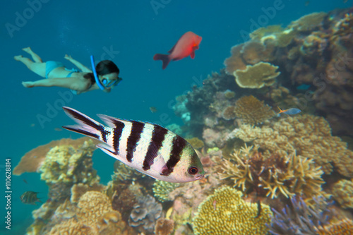 Snorkeling in the Great Barrier Reef Queensland Australia