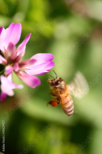 レンゲ蜜を集めて飛ぶ蜜蜂 