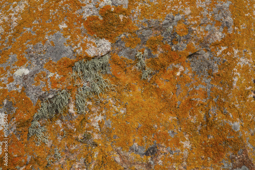 Mosses and lichens. Berlenga islands, Portugal