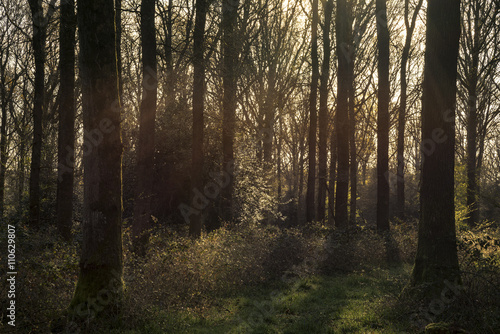 Stunning early morning forest landscape in Spring with sunlight