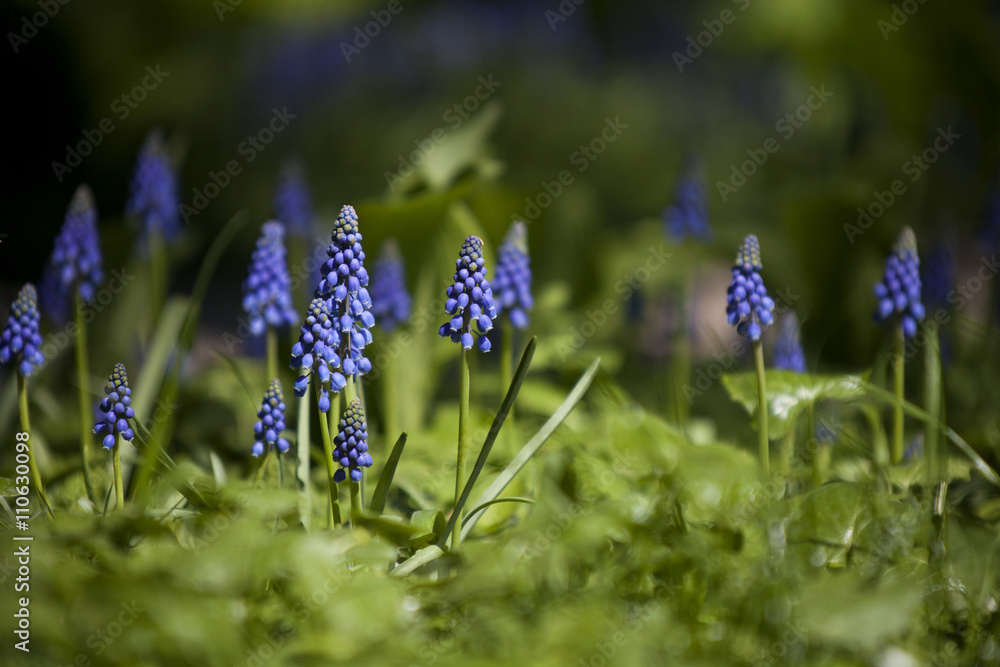 muscari (murine hyacinth) muscari (murine hyacinth)