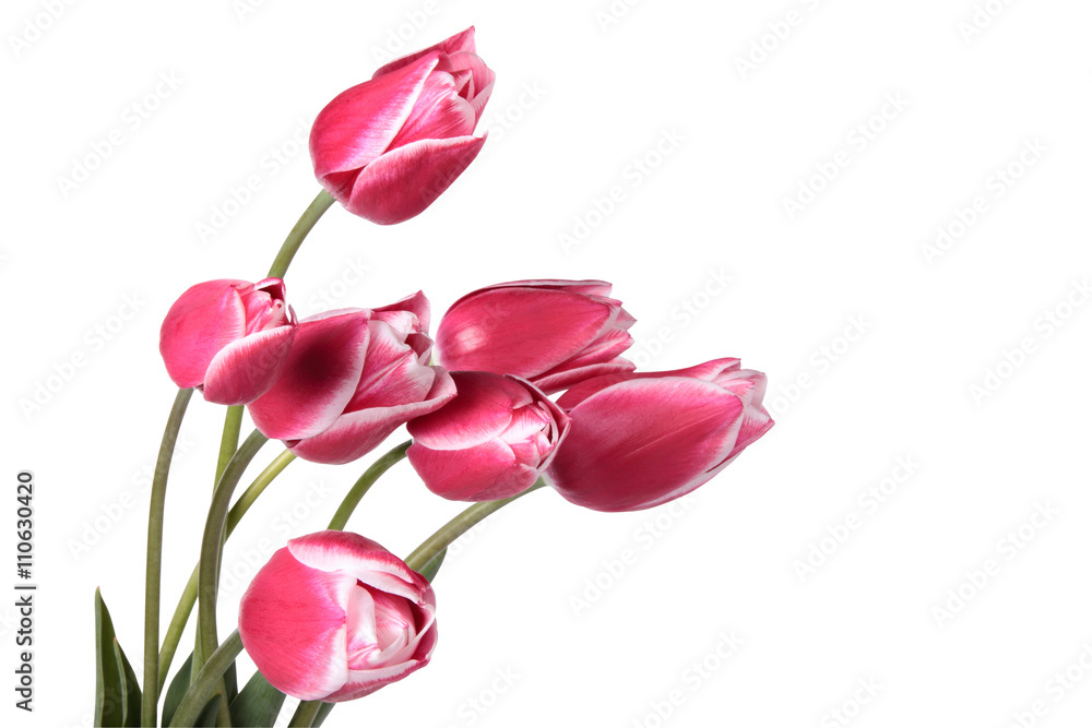 Obraz premium Tulips