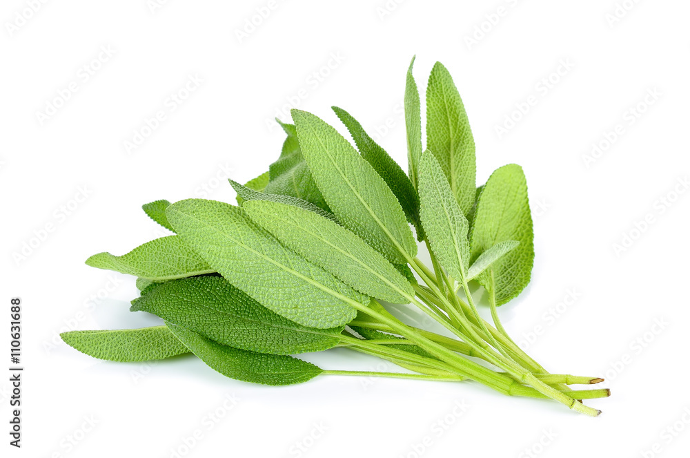 bundle of sage leaves on white background bundle of sage leaves on white background