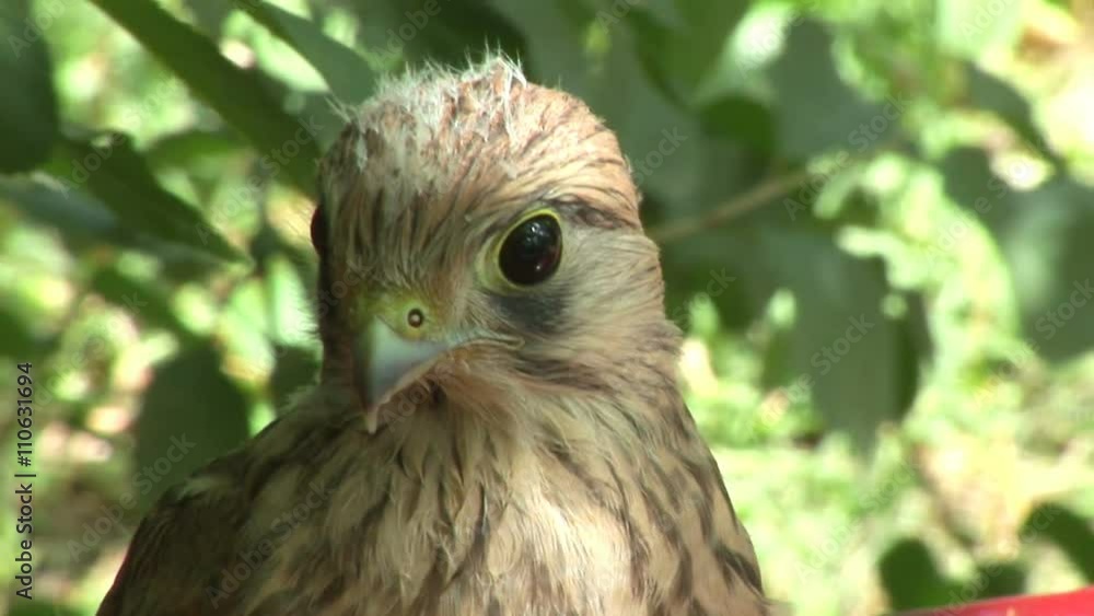 Young eagle close-up in an outdoor setting
Young eagle close-up in an outdoor setting