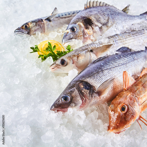 Variety of Raw Fish Chilling on Bed of Ice photo