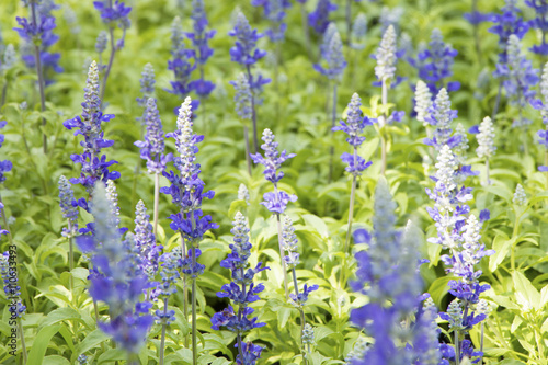 Lavender Flowers softy style for background.