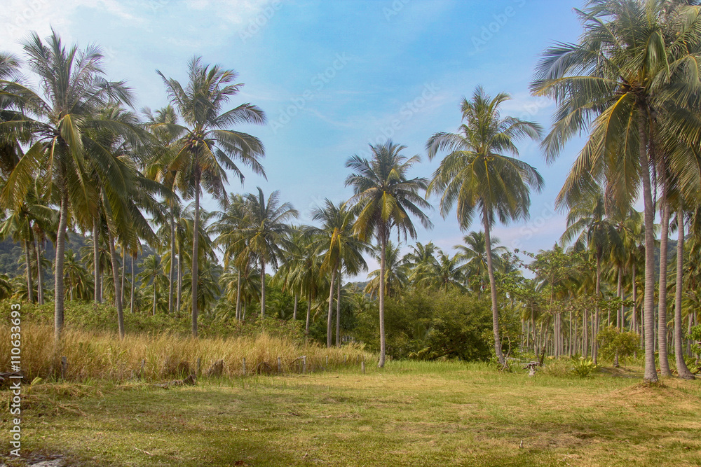 coconut plantation in Thailand