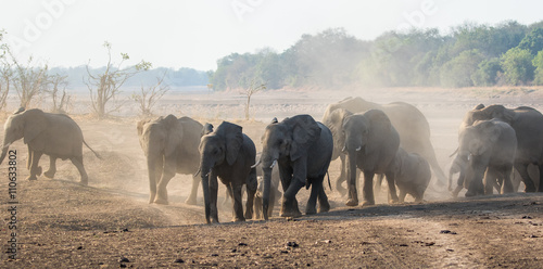 A large herd of elephants creates a dust storm as they cross a dry flood plain in search of water, South Luangwa National Park,  Zambia, Africa.