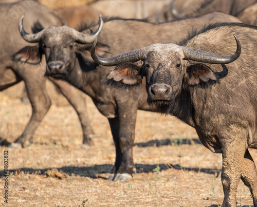 Two Cape Buffalo  Syncerus caffer   interrupted while grazing  staring at the camera  South Luangwa National Park  Zambia  Africa. Front buffalo in focus.