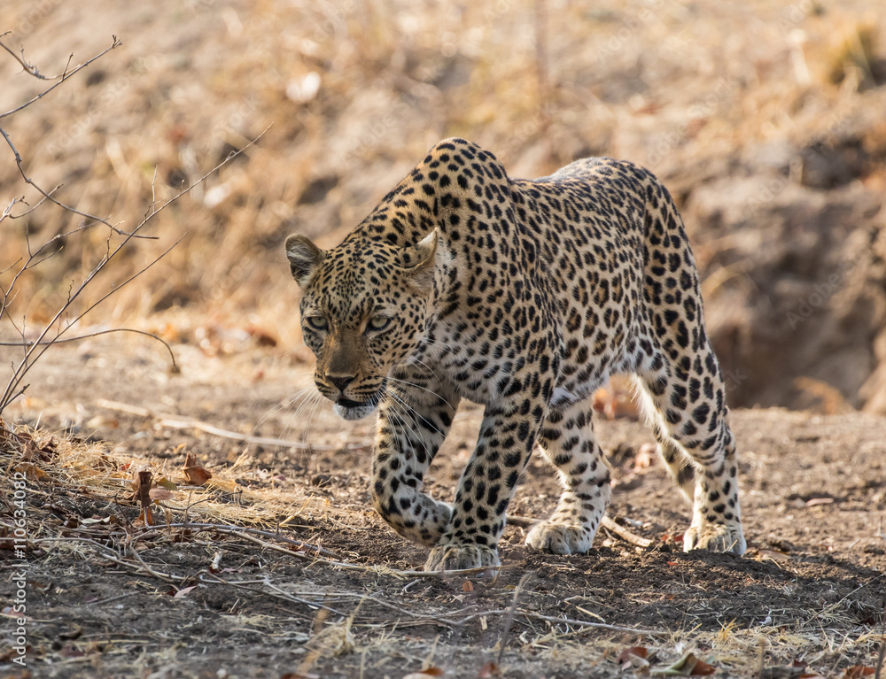 Naklejka premium A solitary female leopard (Panthera pardus pardus) setting out on an evening search for food, walking toward the camera in shadowy light, South Luangwa National Park, Zambia, Africa