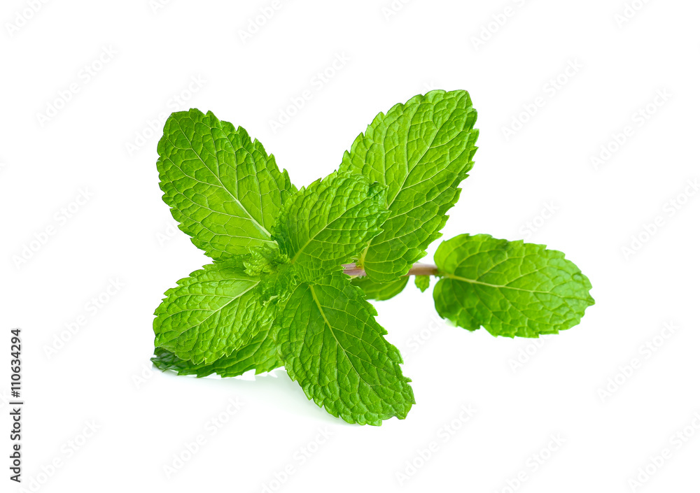 Fresh mint isolated on the white background Fresh mint isolated on the white background