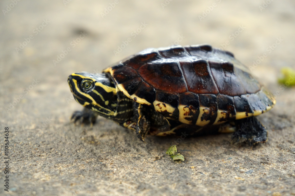 Baby turtle walking on the ground Baby turtle walking on the ground