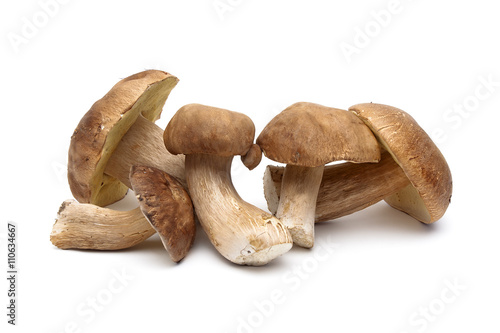 wild mushrooms close-up isolated on white background
