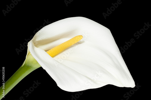 horizontal image of white calla lily on dark