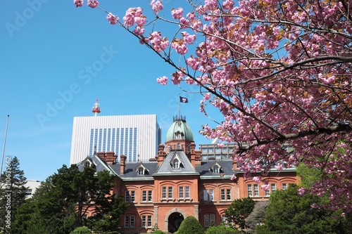 北海道庁赤れんが庁舎の八重桜