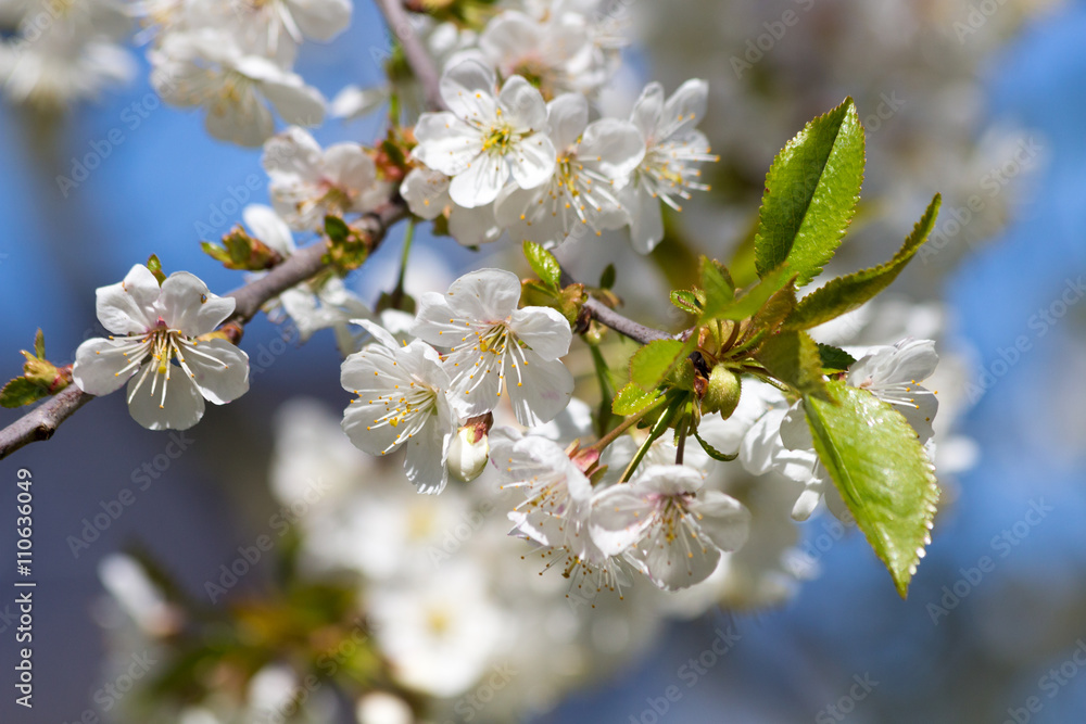 Obraz premium strahlend weiße Kirschblüten am Kirschbaum
