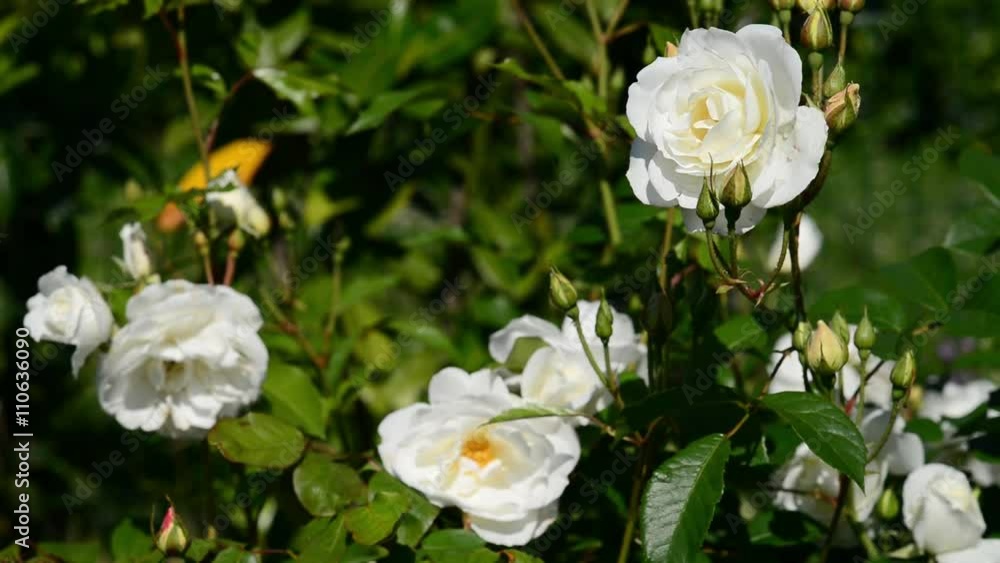 White rose flowers blowing in the wind. Selective focus. White rose flowers blowing in the wind. Selective focus.