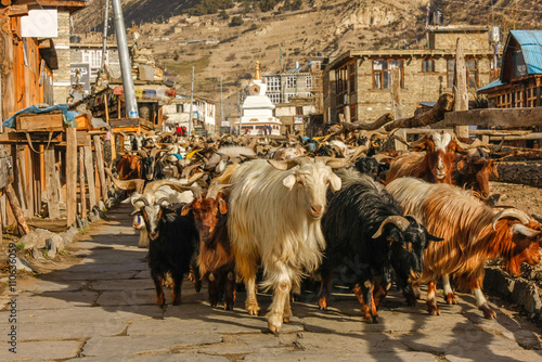 Caravan of goats going along village street in Nepal