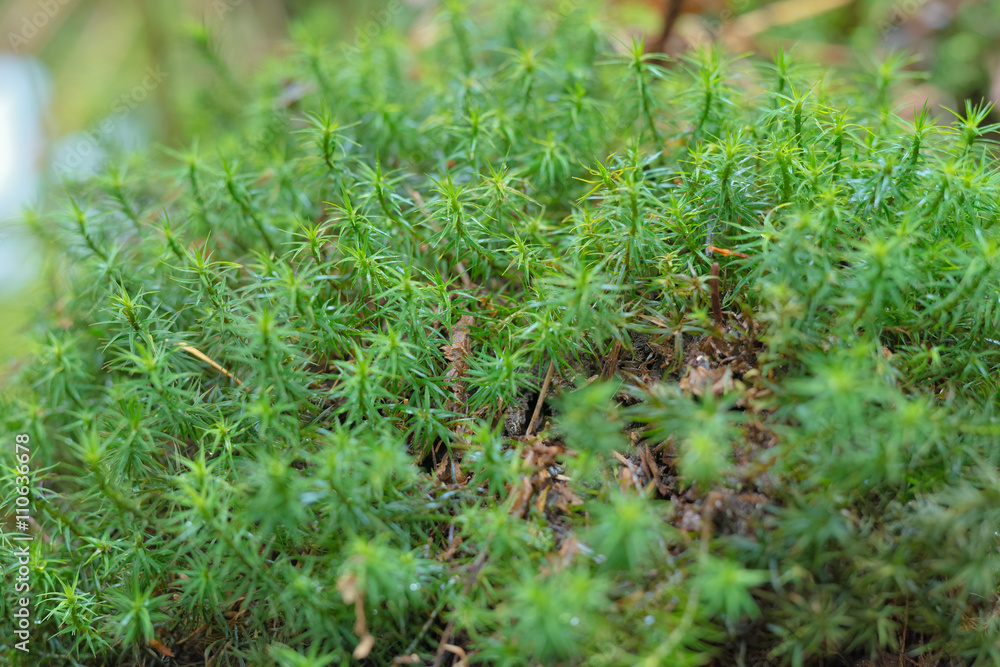 Forest moss on hemp Forest moss on hemp