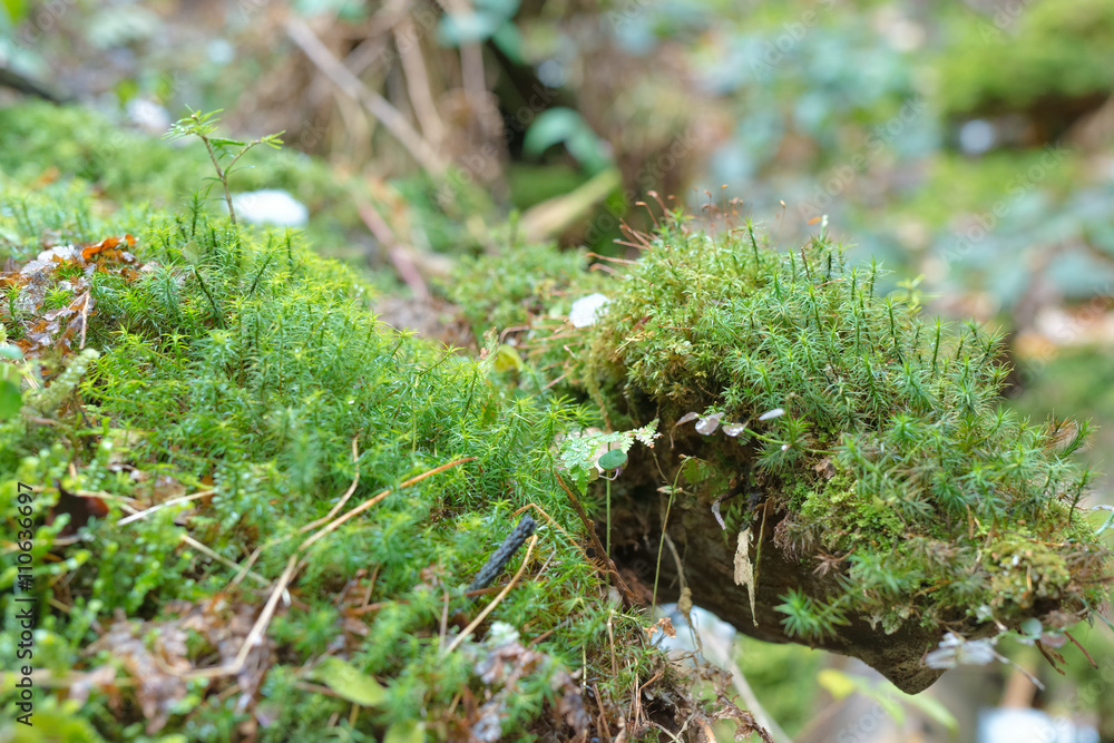 Forest moss on hemp Forest moss on hemp