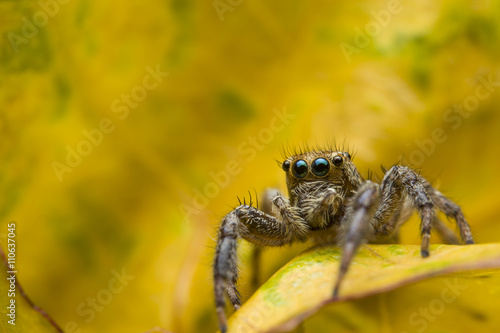 Macro spider jumping om yellow leaf