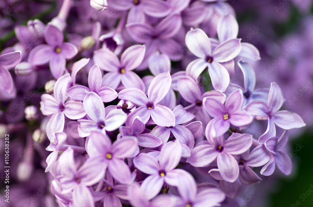 Blooming lilac flowers. Abstract background. Macro photo. Blooming lilac flowers. Abstract background. Macro photo.