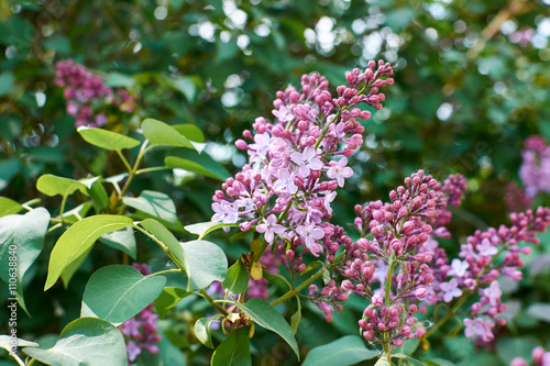 Close-up beautiful lilac flowers with the leaves