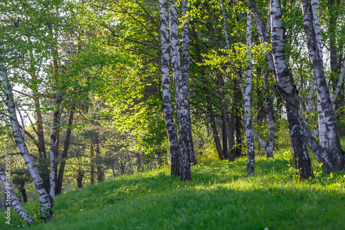 Fototapeta Naklejka Na Ścianę i Meble -  Березы на зеленой поляне весной в лесу