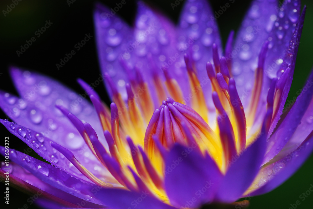 Close up purple Lotus or Water Lilly's pollen with water drops, background with green leaf