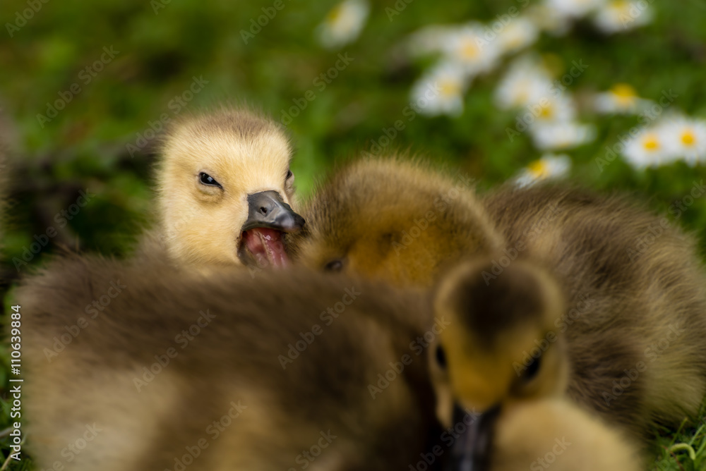 Gähnendes Gänseküken der Kanadagans Gähnendes Gänseküken der Kanadagans