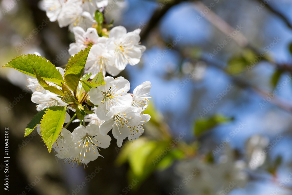 Kirschblüten am Kirschbaum bei schönem Wetter im Mai