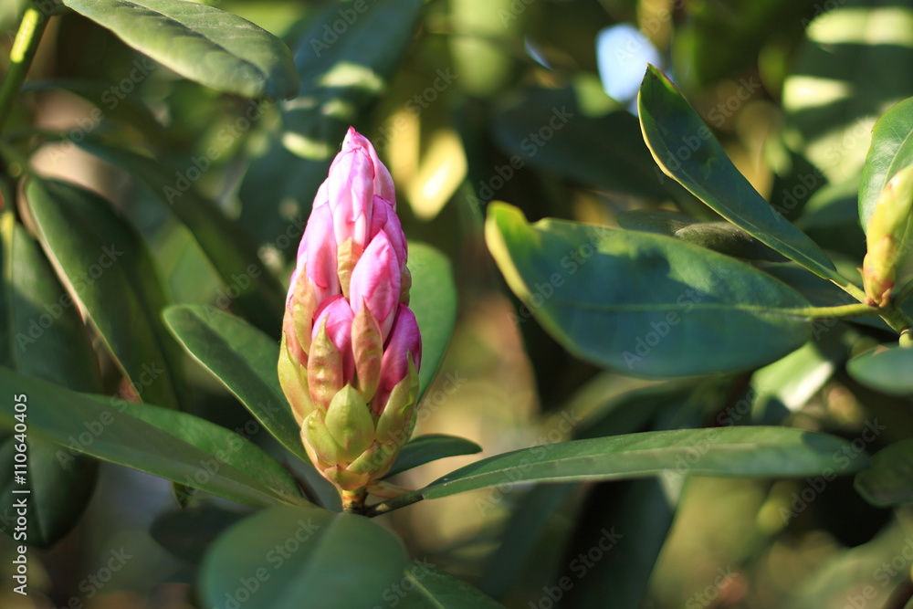 Rhododendron bud waiting to bloom in the spring