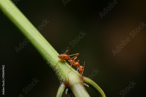 World Of Ant
