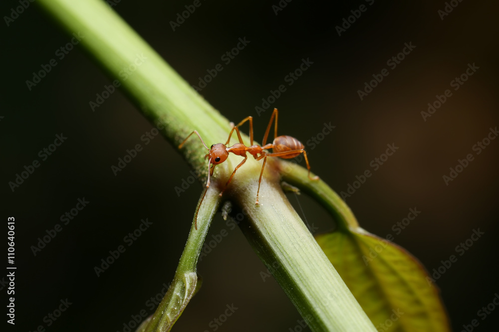 Fototapeta premium World Of Ant