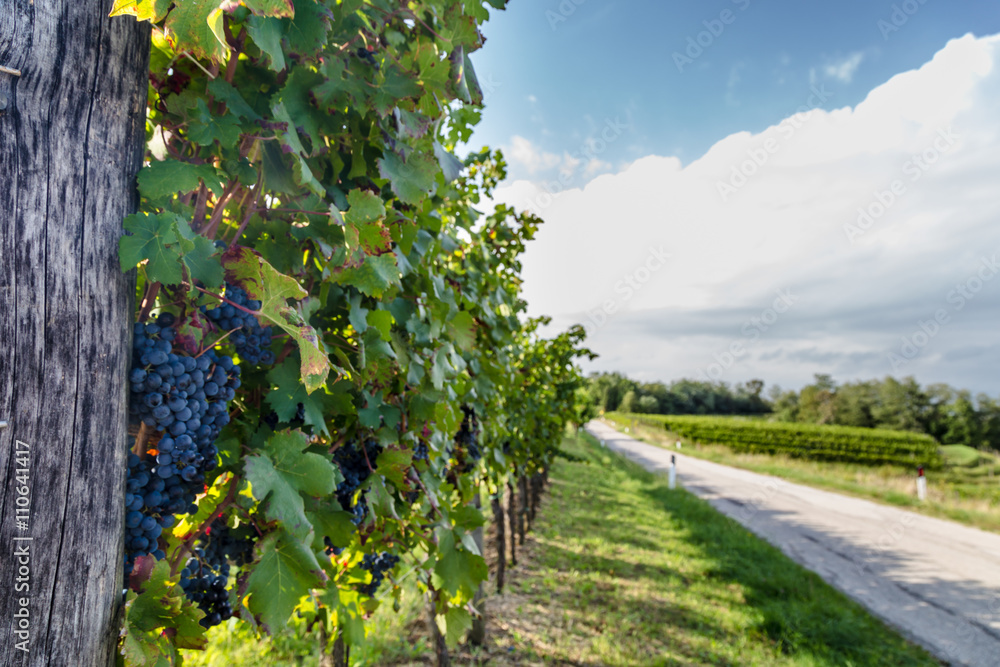 grapevine field in the italian countryside grapevine field in the italian countryside