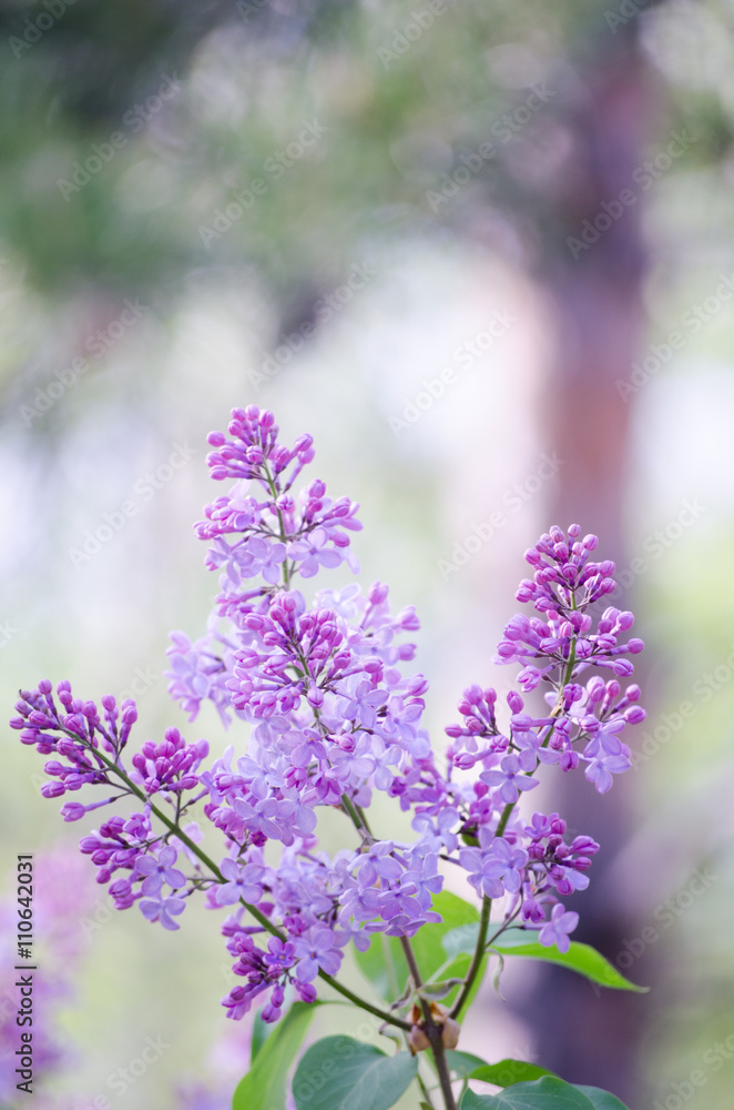 The branches of lilac