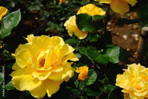 黄色い薔薇（ヘンリーフォンダ）