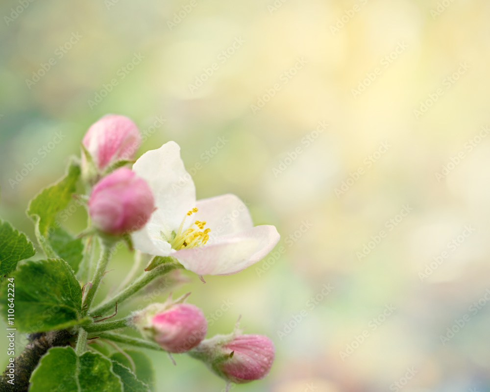 Fototapeta premium Dewy apple blossom. Spring macro photo with defocused background and copy space. May 2016.