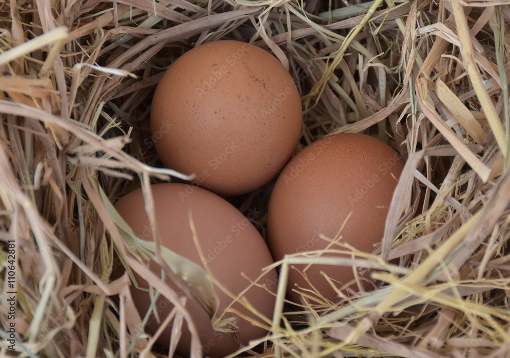 Fresh chicken eggs for you. Fresh chicken eggs for you.