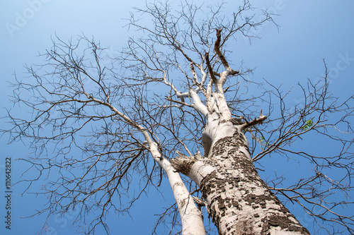 Barren tree against blue sky
