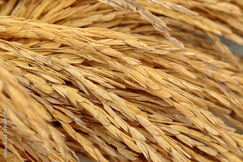 Pile of paddy in brown shell background