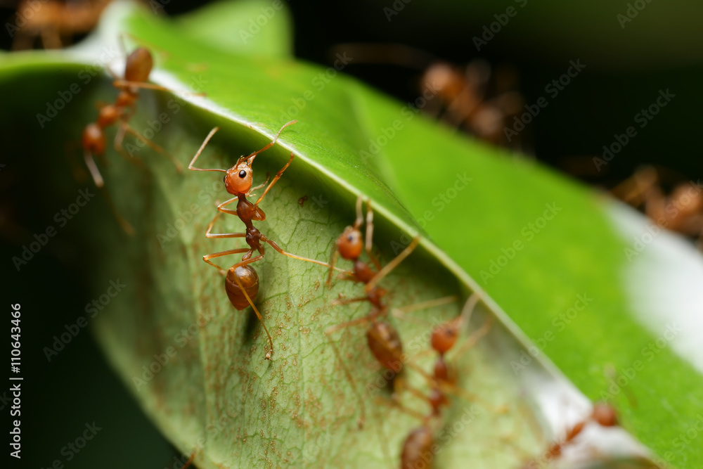 World Of Ant World Of Ant