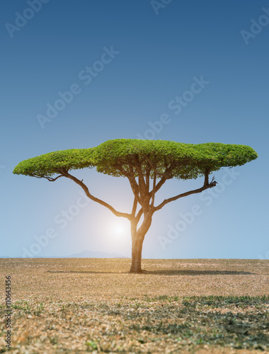 Tree Green Leaves