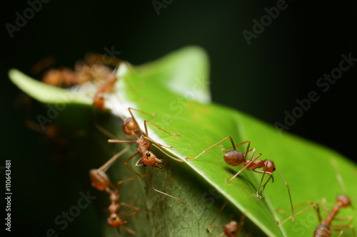 World Of Ant © chenhawnan