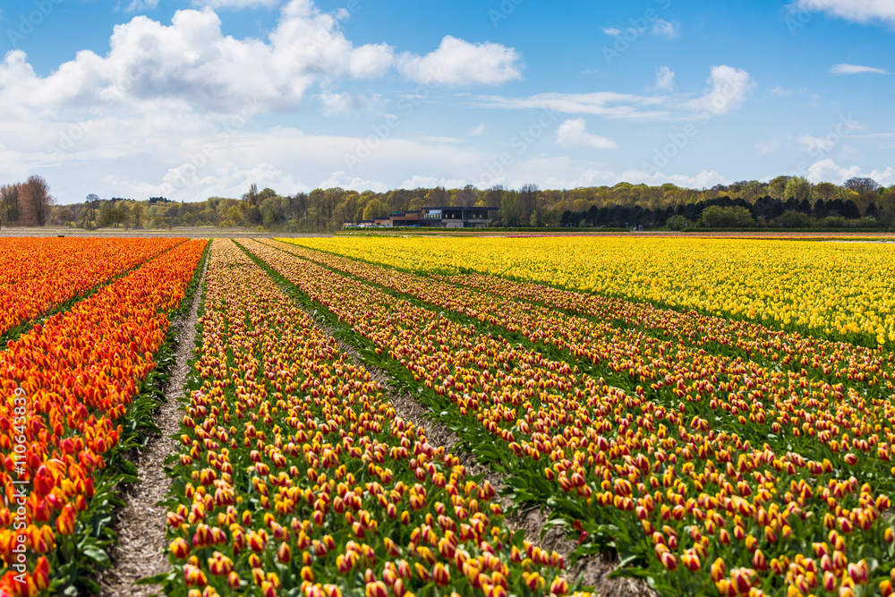 Tulips in Holland