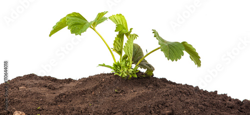 bush of strawberry in soil isolated on white background