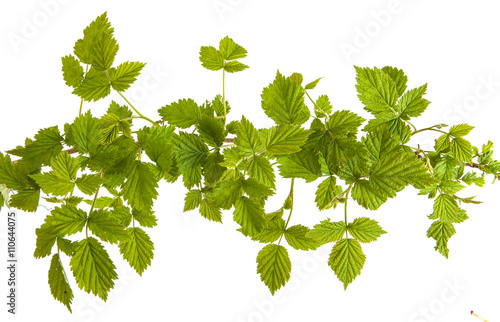 Raspberry leaves isolated on white background