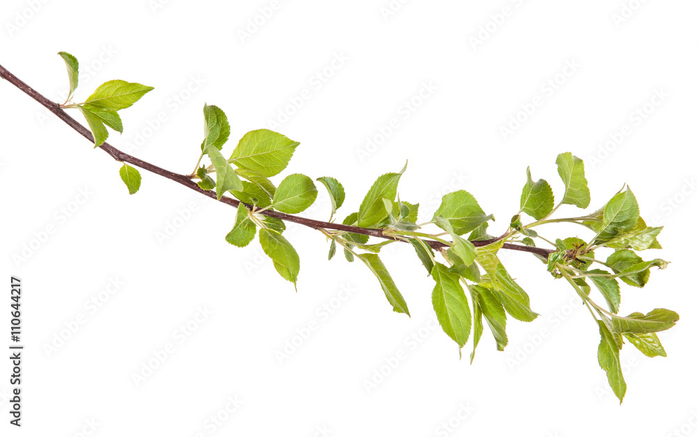 apple-tree branch with green leaves. isolated on white backgroun